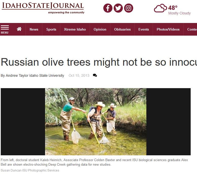 Russian olive article